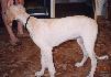 3-mesa�n� �teniatko (3 month old puppy)