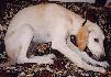 3-mesa�n� �teniatko (3 month old puppy)