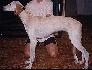 6-mesa�n� (6 month old)