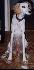 6-mesa�n� (6 month old)