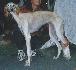 8-mesa�n�, prv�kr�t na v�stave v doraste (8 month old - first show)