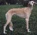 2 roky 8 mesiacov (2years 8month)