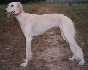 18-mesa�n� (18 month old)