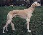 2 roky 8 mesiacov (2years 8month)