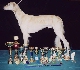 Toto s� moje poh�re a medaily! (3 roky/3 years old)