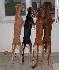 Hej sused, nesie� n�m nie�o? (Sunny, Layla, Anis, Karim)
