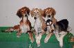 �smev pros�m! (Karim, Sunny, Anis, Layla)