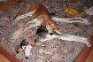 Si dobr� vank��! (Anis a Layla)