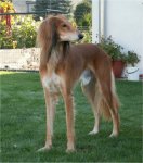 Karim