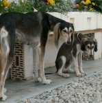Layla & Bahir Jafi