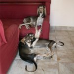 Layla, Bahir Jafi, Bahiya