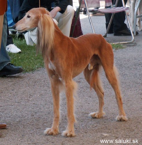 Euro Dog Show Tulln, A - 3.6.2005