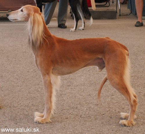 Euro Dog Show Tulln, A - 3.6.2005