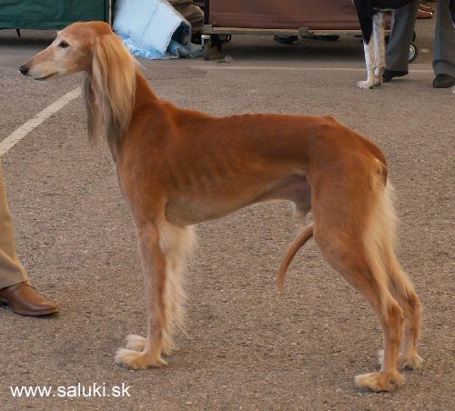 Euro Dog Show Tulln, A - 3.6.2005