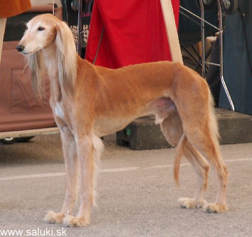 Euro Dog Show Tulln, A - 3.6.2005