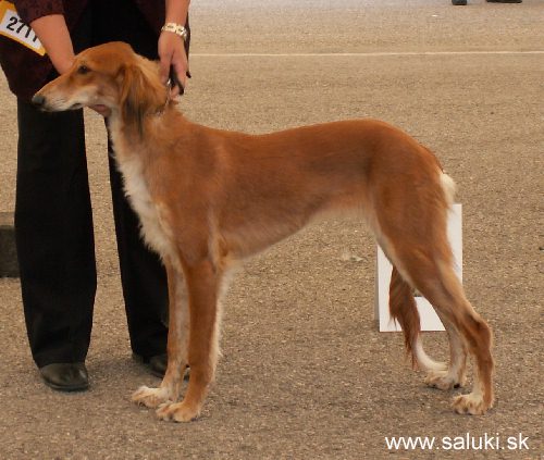 Euro Dog Show Tulln, A - 3.6.2005