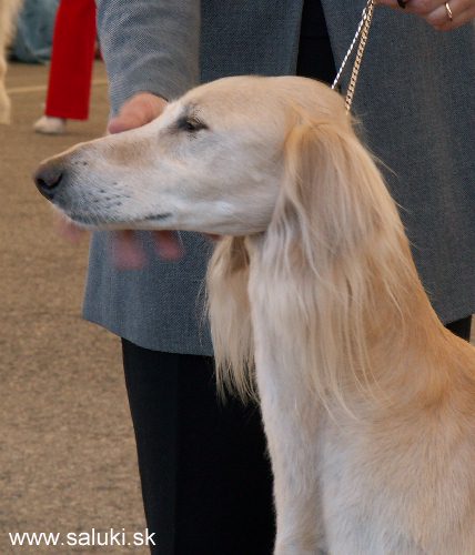Euro Dog Show Tulln, A - 3.6.2005