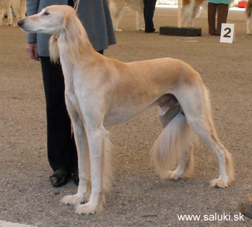 Euro Dog Show Tulln, A - 3.6.2005