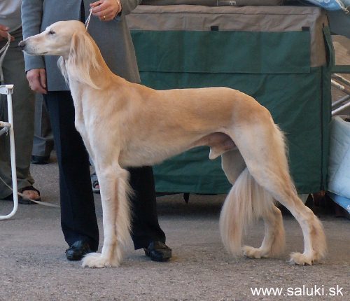 Euro Dog Show Tulln, A - 3.6.2005