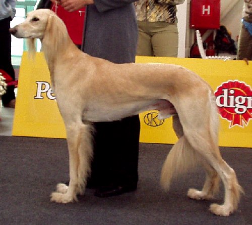 Euro Dog 2003 Bratislava