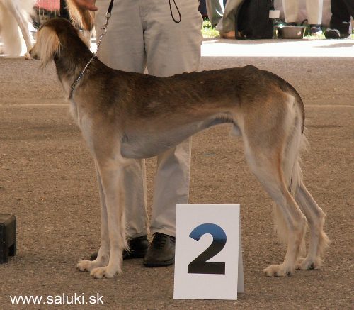 Euro Dog Show Tulln, A - 3.6.2005