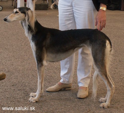 Euro Dog Show Tulln, A - 3.6.2005