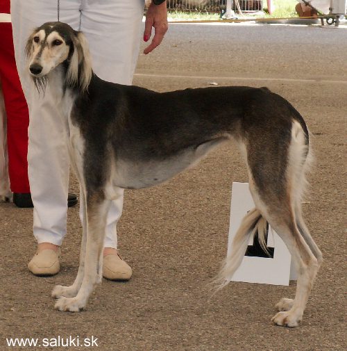Euro Dog Show Tulln, A - 3.6.2005