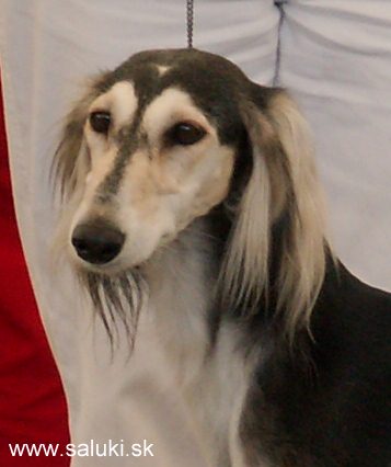 Euro Dog Show Tulln, A - 3.6.2005