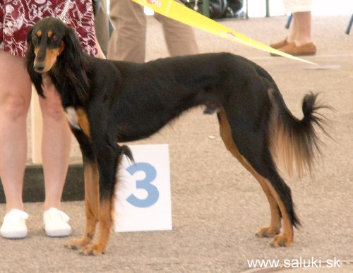 Euro Dog Show Tulln, A - 3.6.2005