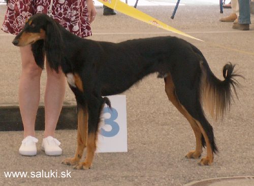 Euro Dog Show Tulln, A - 3.6.2005