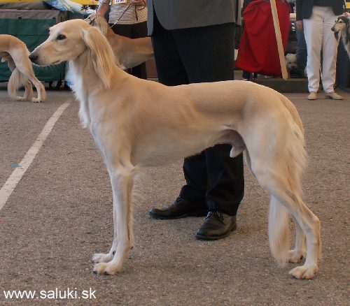Euro Dog Show Tulln, A - 3.6.2005