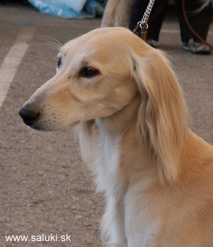 Euro Dog Show Tulln, A - 3.6.2005