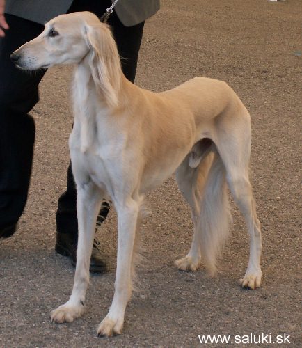 Euro Dog Show Tulln, A - 3.6.2005