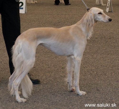 Euro Dog Show Tulln, A - 3.6.2005
