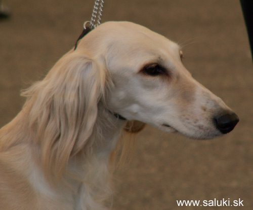 Euro Dog Show Tulln, A - 3.6.2005