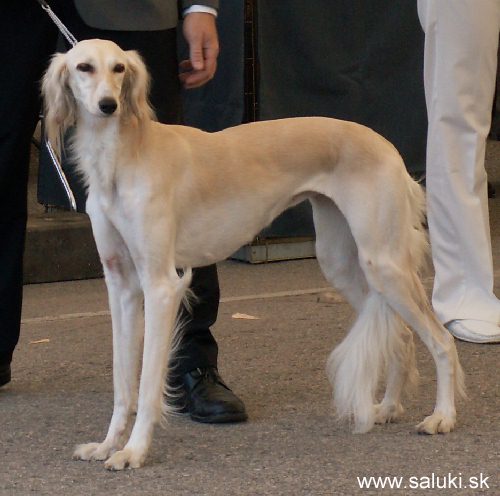 Euro Dog Show Tulln, A - 3.6.2005