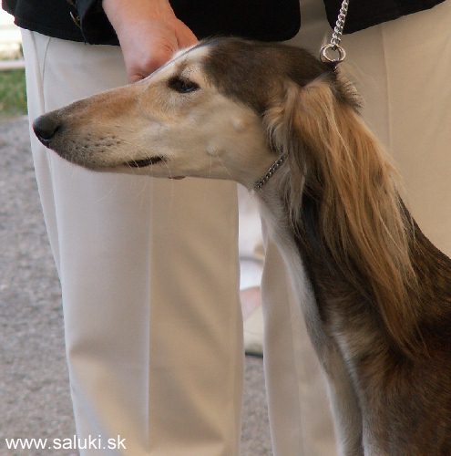 Euro Dog Show Tulln, A - 3.6.2005
