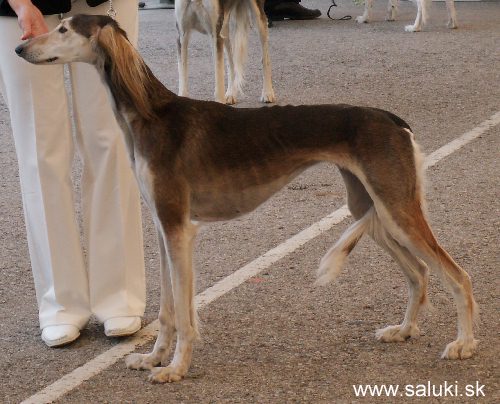 Euro Dog Show Tulln, A - 3.6.2005