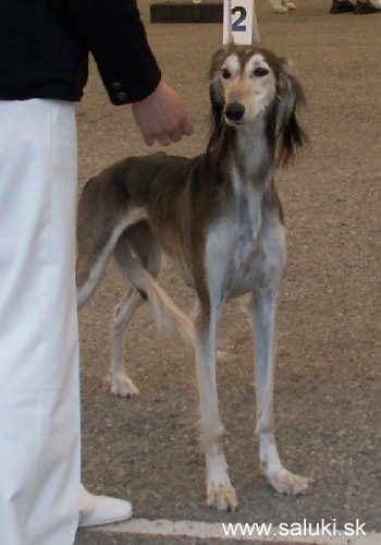 Euro Dog Show Tulln, A - 3.6.2005