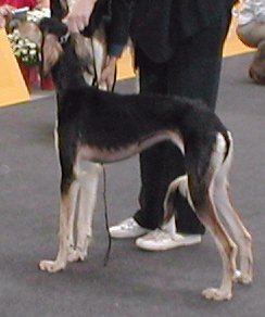 EuroDog 2003 Bratislava
