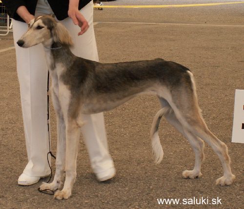 Euro Dog Show Tulln, A - 3.6.2005