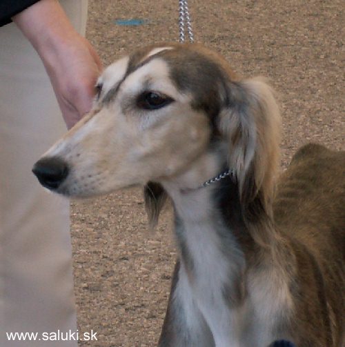 Euro Dog Show Tulln, A - 3.6.2005