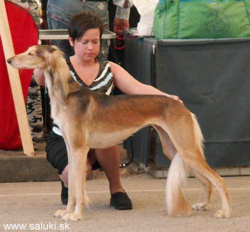 Euro Dog Show Tulln, A - 3.6.2005
