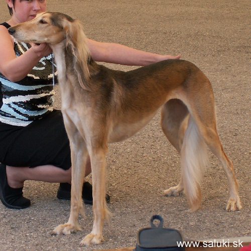 Euro Dog Show Tulln, A - 3.6.2005