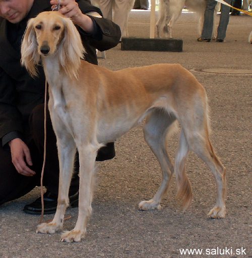 Euro Dog Show Tulln, A - 3.6.2005