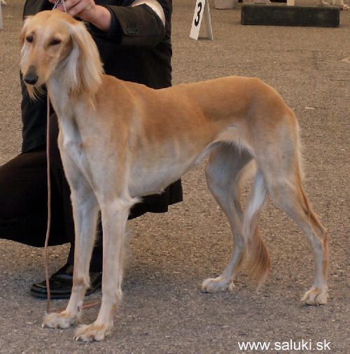 Euro Dog Show Tulln, A - 3.6.2005