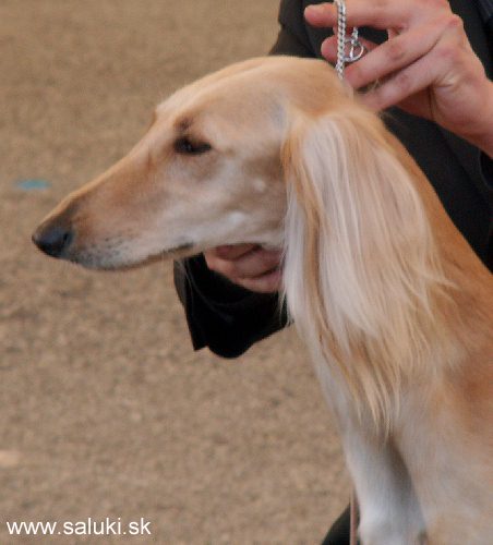 Euro Dog Show Tulln, A - 3.6.2005