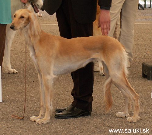 Euro Dog Show Tulln, A - 3.6.2005