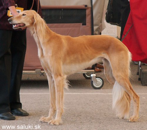 Euro Dog Show Tulln, A - 3.6.2005