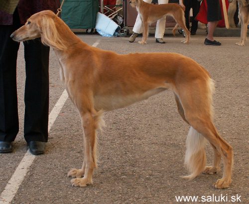 Euro Dog Show Tulln, A - 3.6.2005